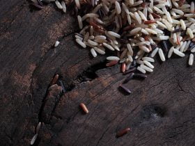 GABA brown rice explained