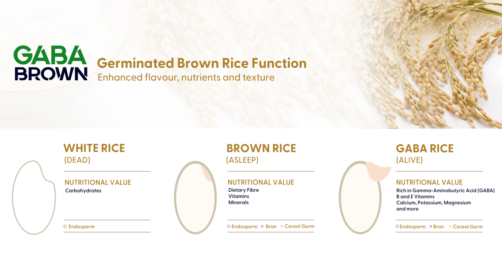 GABA Brown rice explained GreedyPanda Foodie Blog