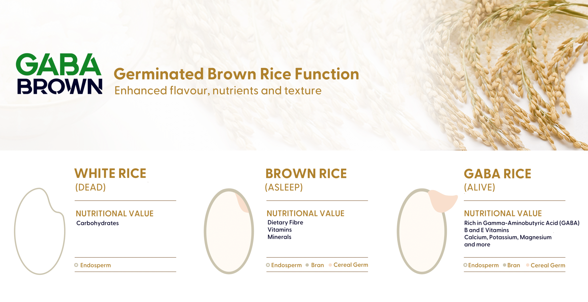 Gabia Rice GABA Brown rice explained - GreedyPanda Foodie Blog